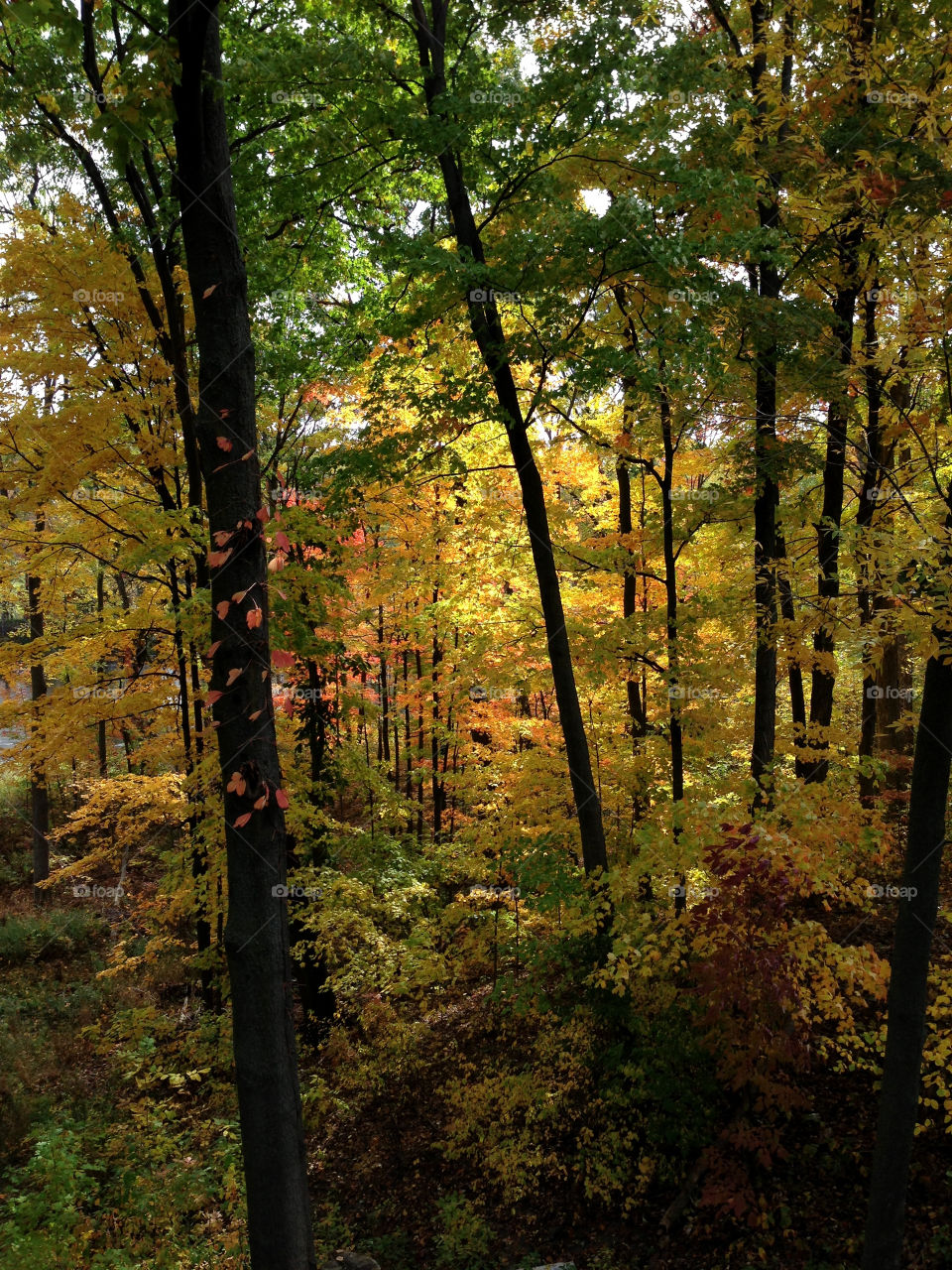 color trees leaves forest by heycodyson