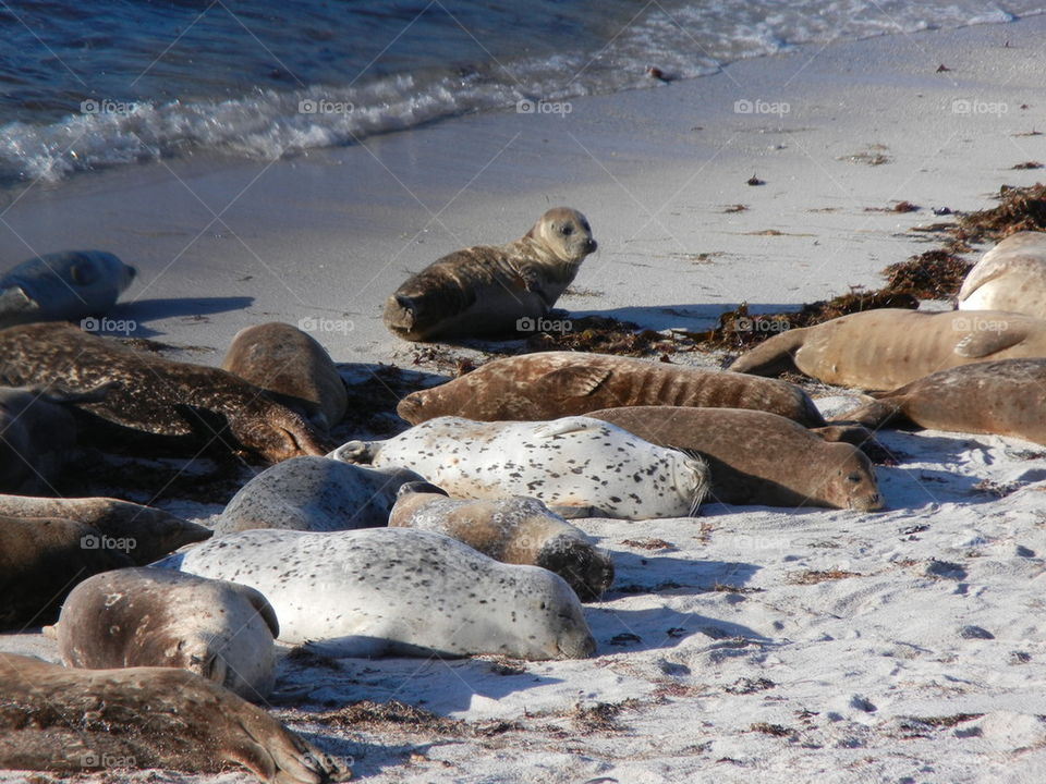 awake sea otter