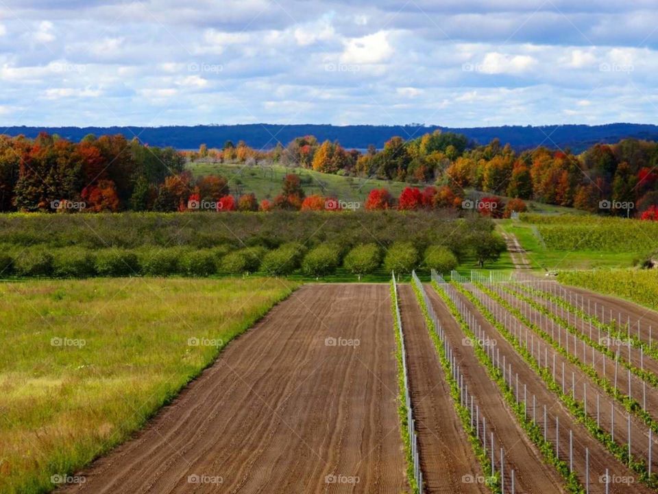 Michigan Wineries in the Fall
