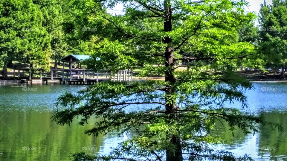 Forest Green Lakeside