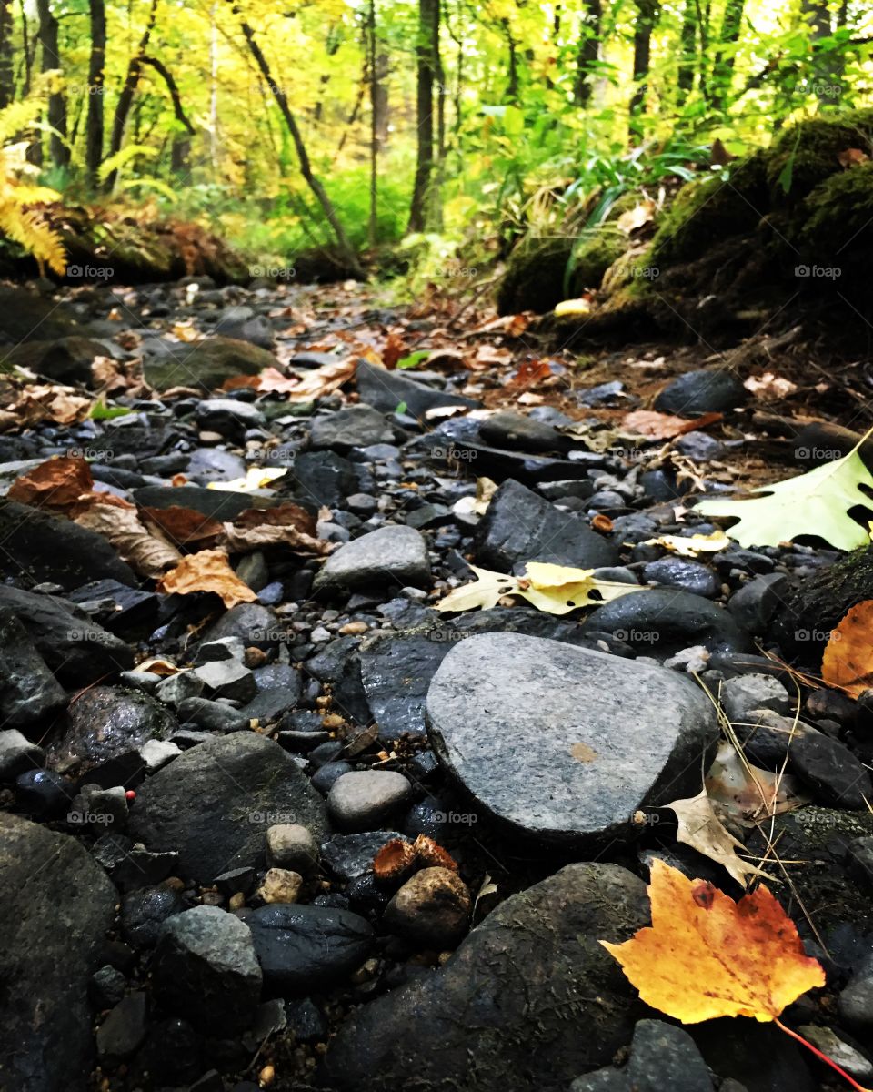 Leaf and rock