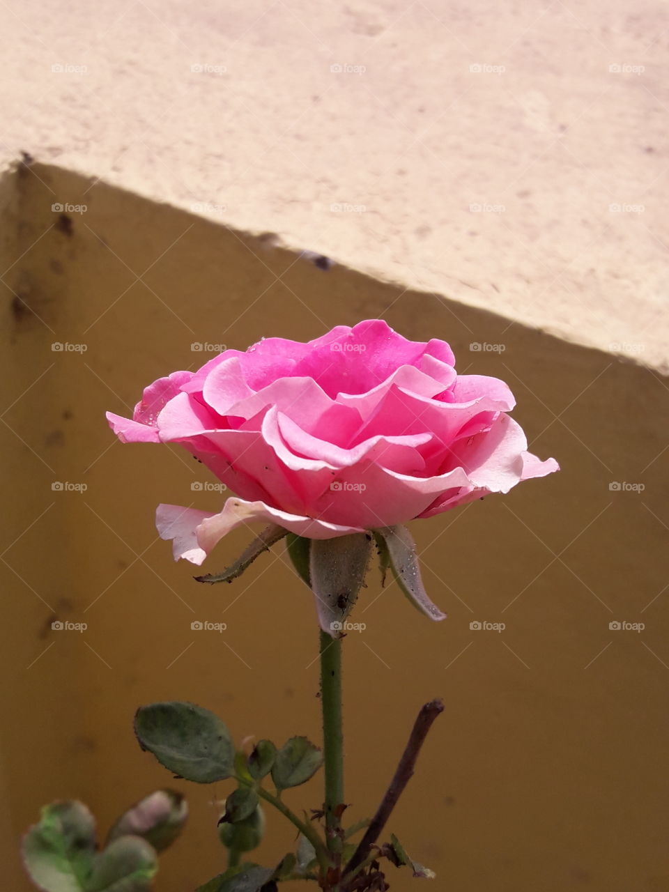 beautiful pink roses