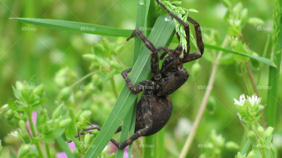 Huge spider on a blade of grass