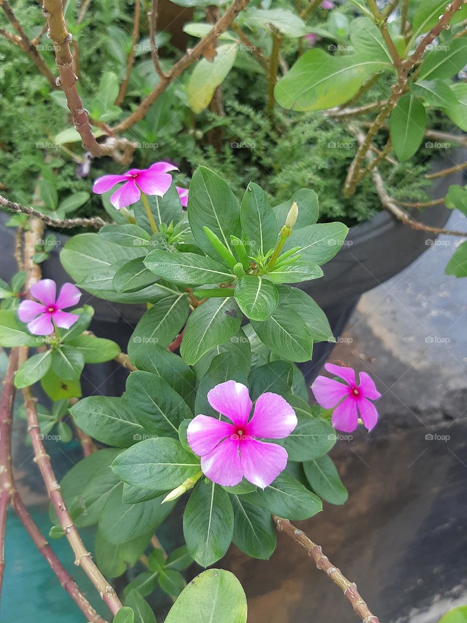Beautiful colour of chataranthus roseus surrounded by green leaves in the garden. Close up