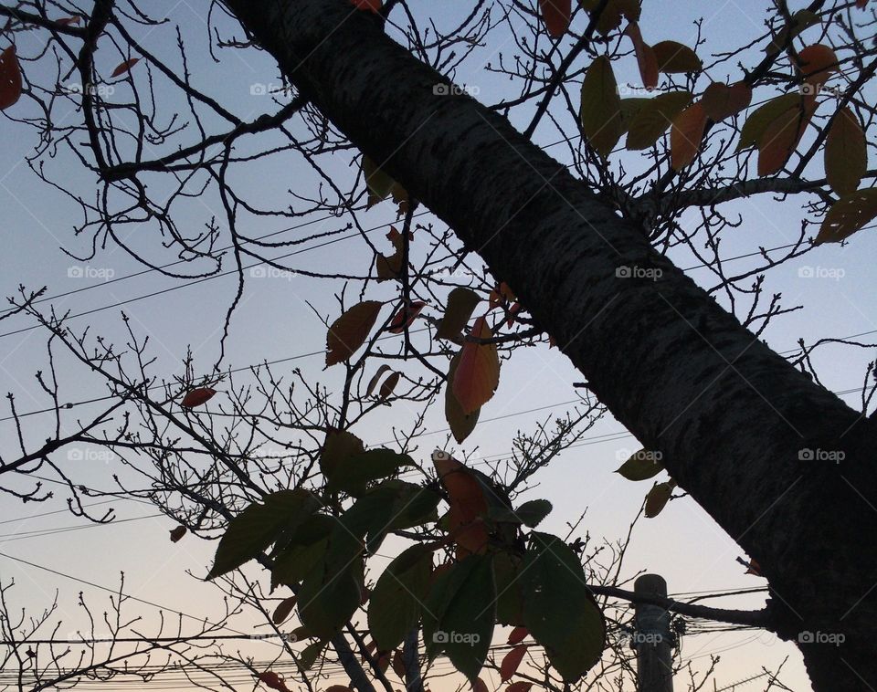 Leaves in the evening 