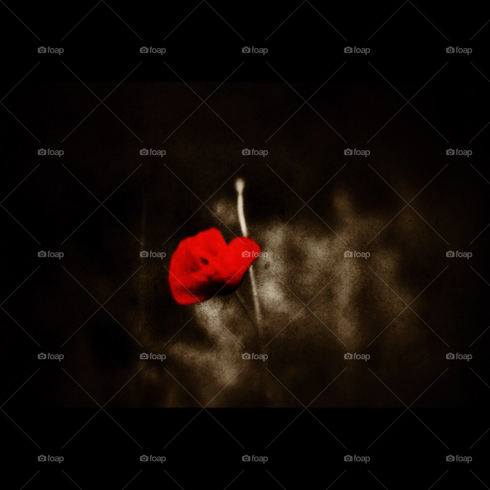 nature flower red love by gaguling