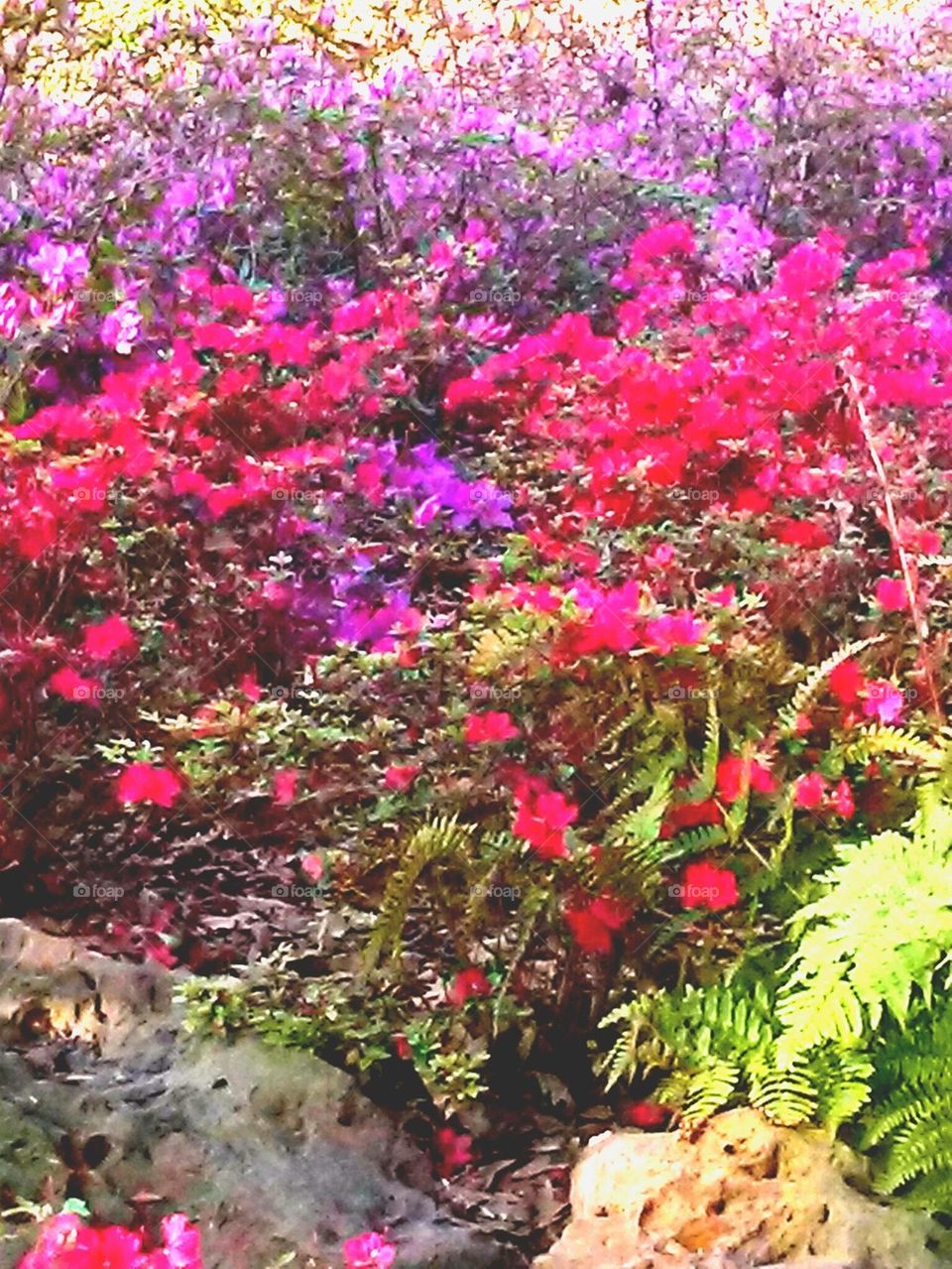 azaleas 