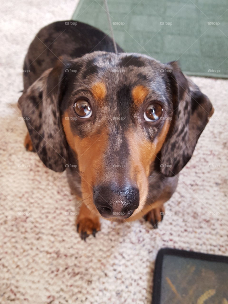 Close-up of a dachshund dog