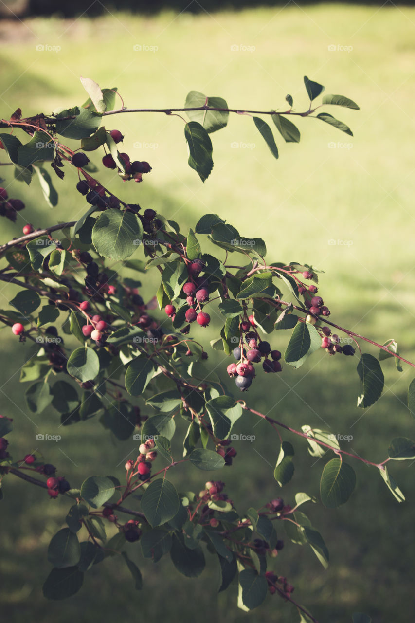 Backyard Berry Bush