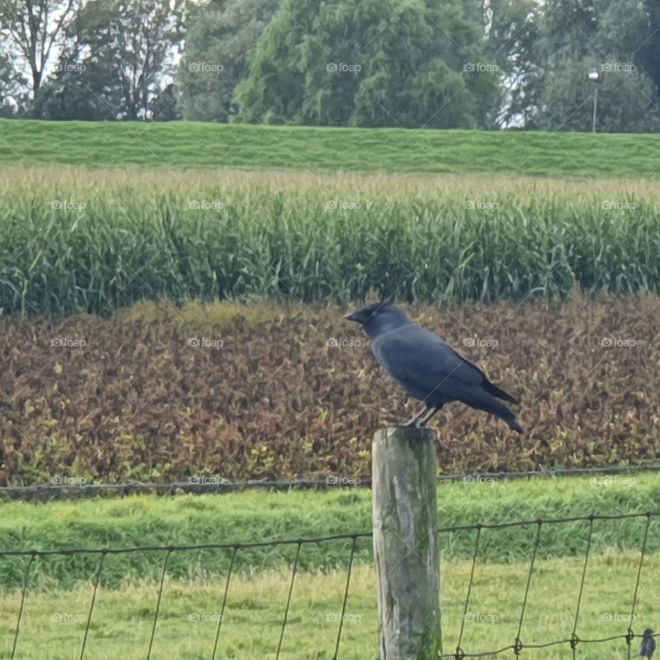 The black crow on a wooden post of the land
