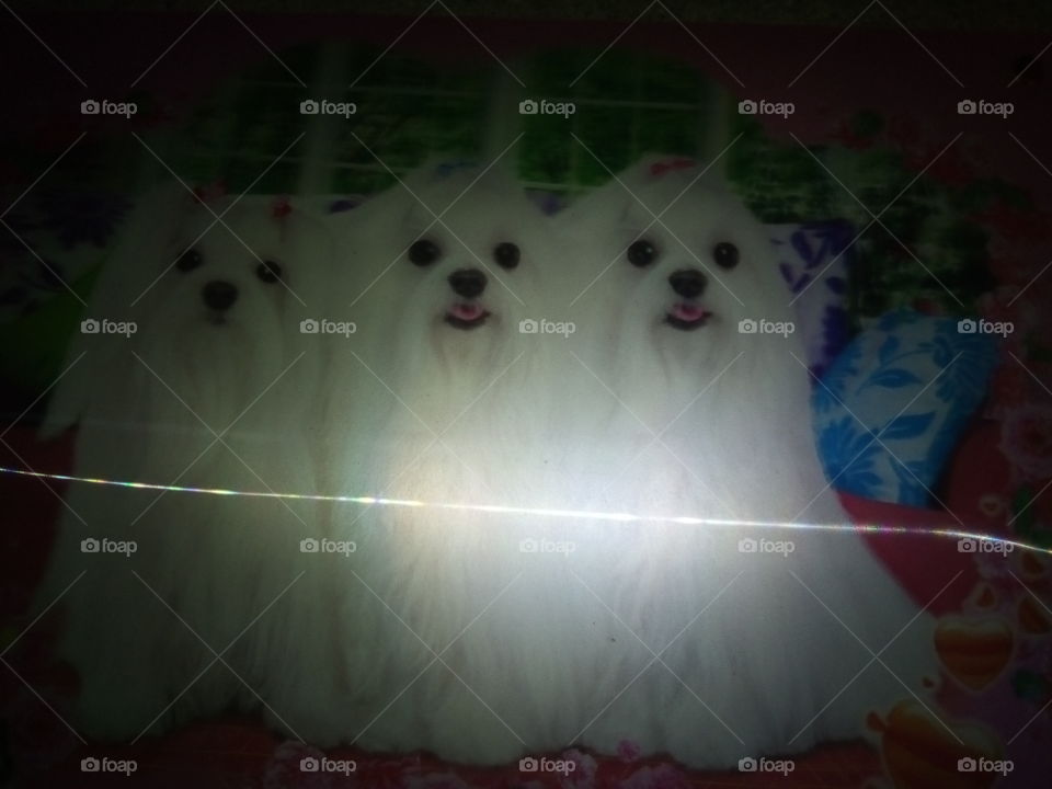 3 dog puppy "cute" in the display picture wall