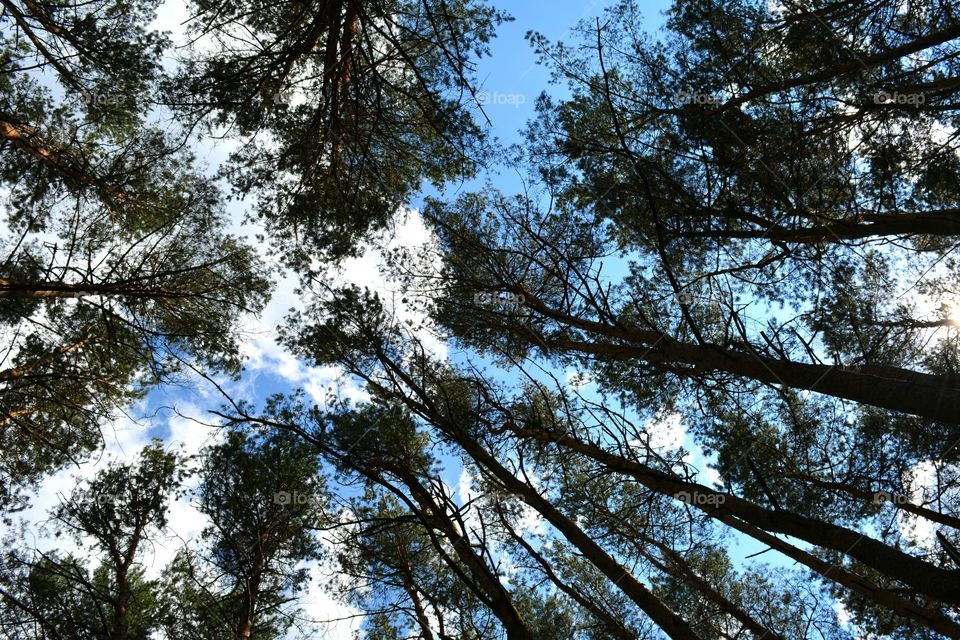 Wood, Tree, Nature, Landscape, Fair Weather