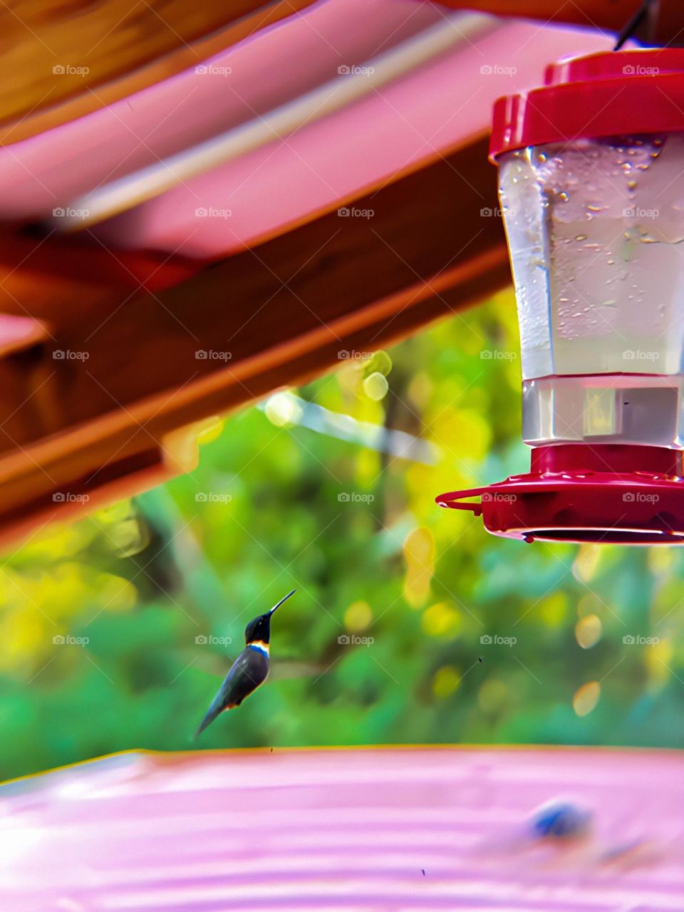 The male hummingbird in flight to his favorite watering hole.