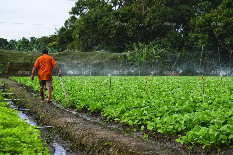 agriculture vegetable
