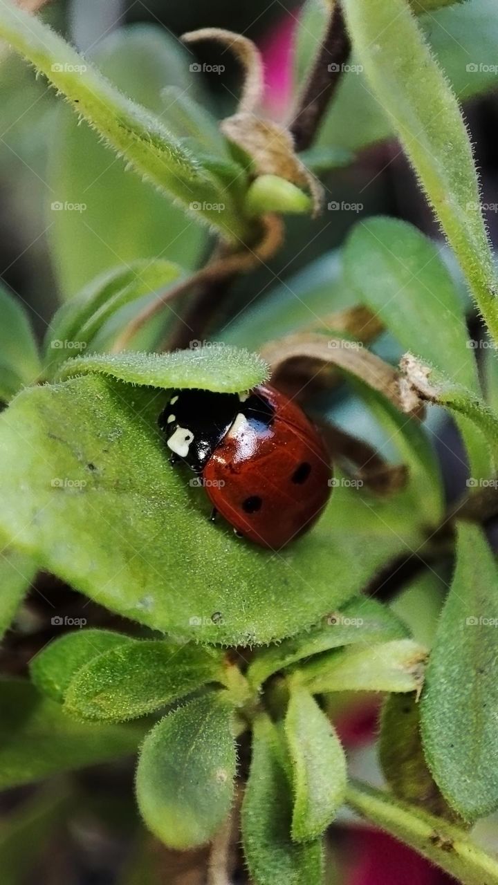 Macro photo of green grass growing in the garden