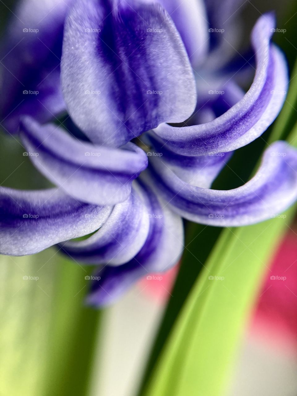 hyacinth spring flower