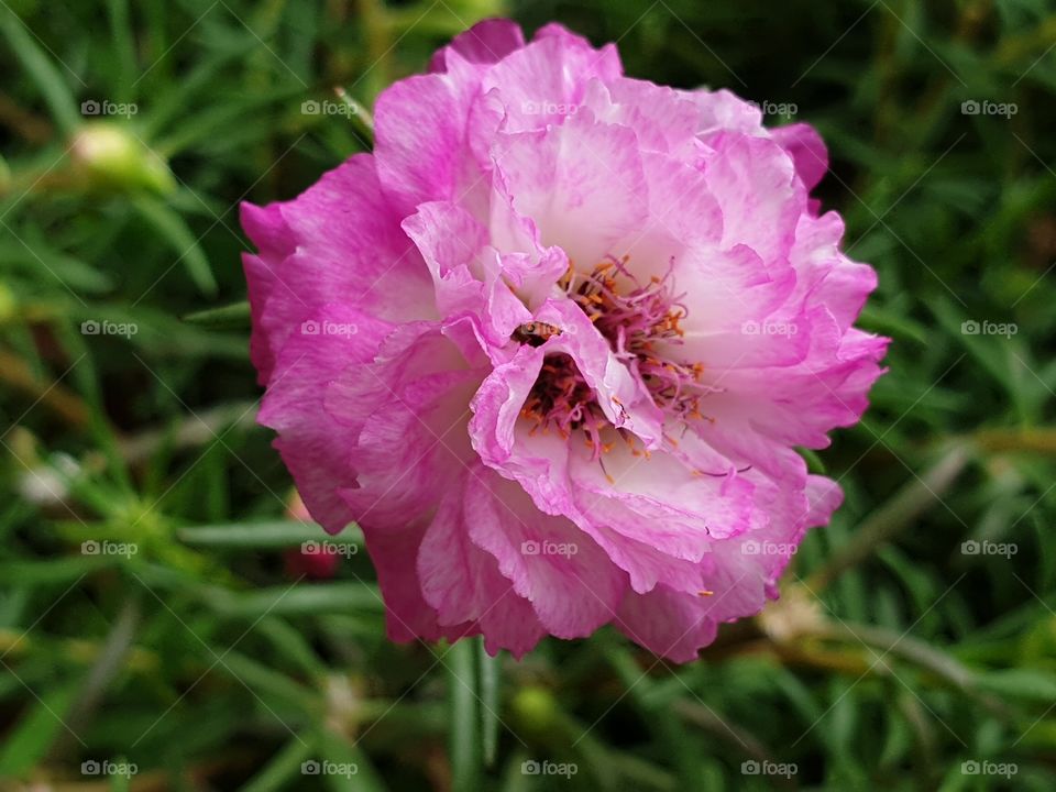 my beautiful Portulaca grandiflora