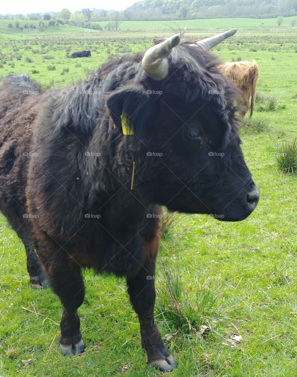 rind Schottland highland weide wiese bull cow