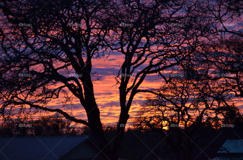 Silhouette of trees during sunset