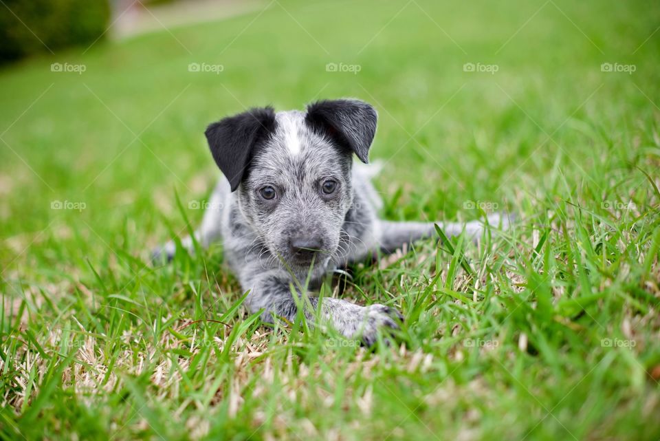 Blue heeler puppy laying in the grass
