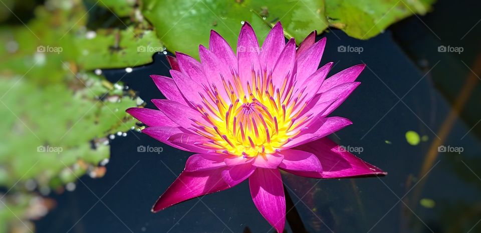 Lotus. beautiful flower.