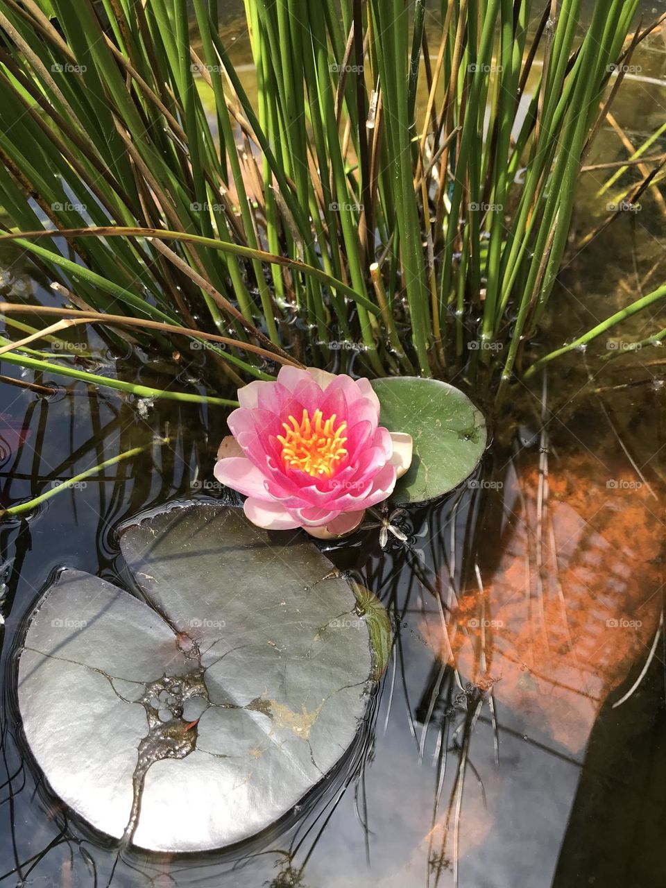 water lily 