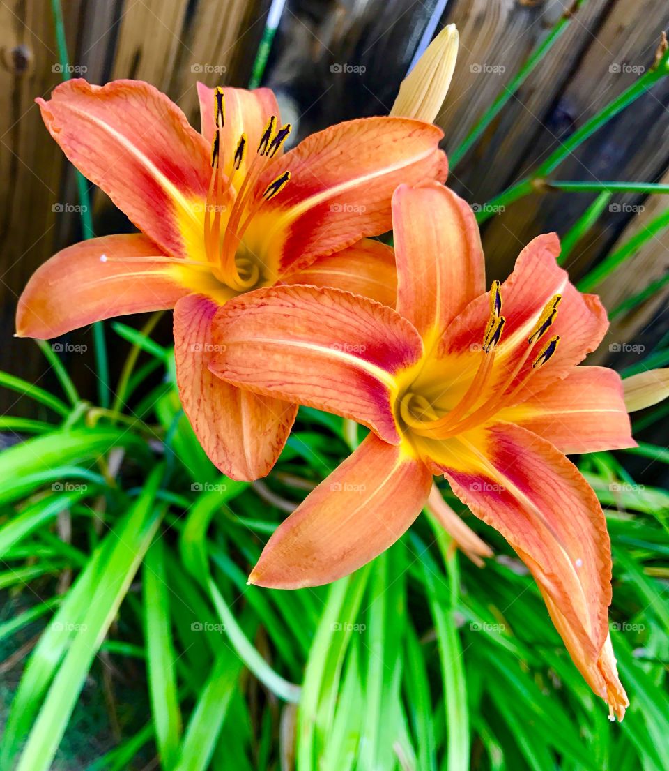 Two Orange flowers