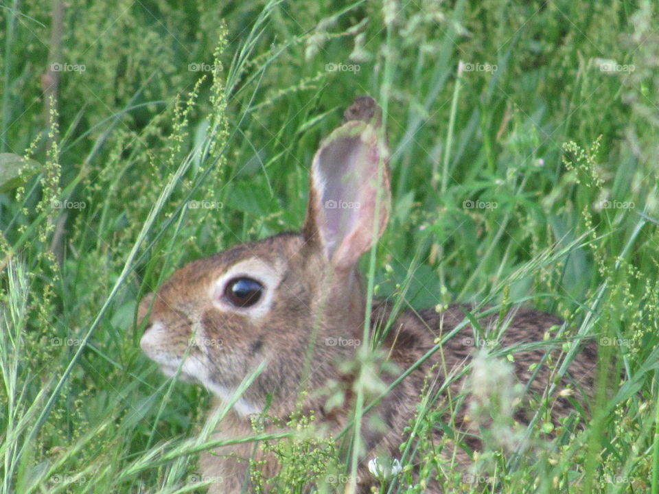 Cotton tailed rabbit