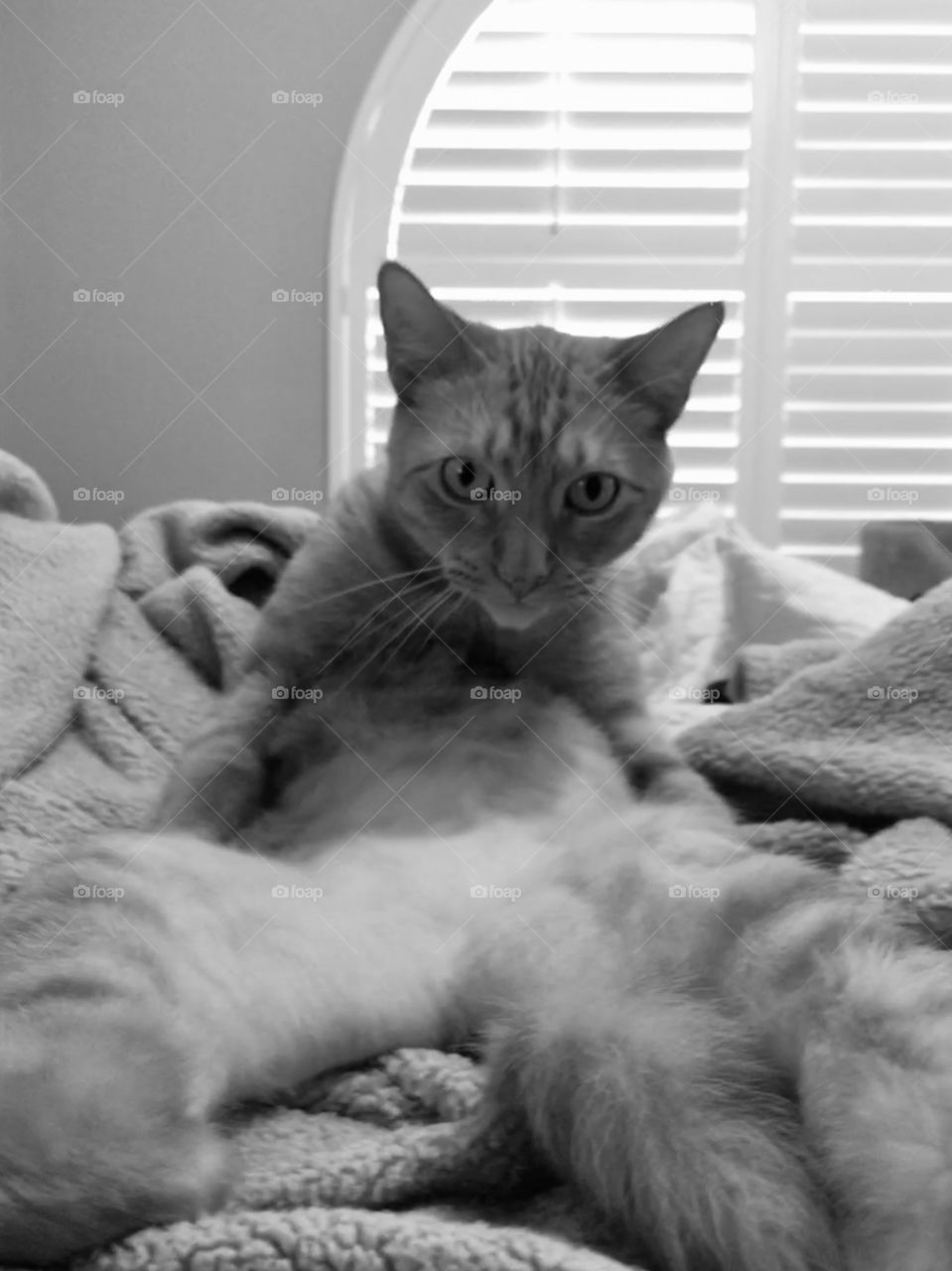 My cat sitting like a person in black and white 