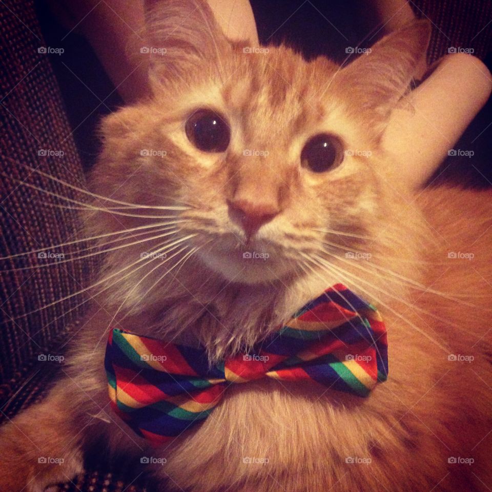 Cat with bow tie 