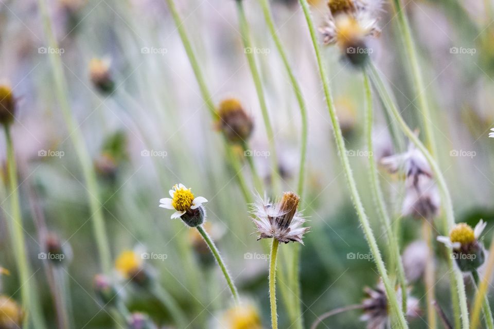 Yellow grass