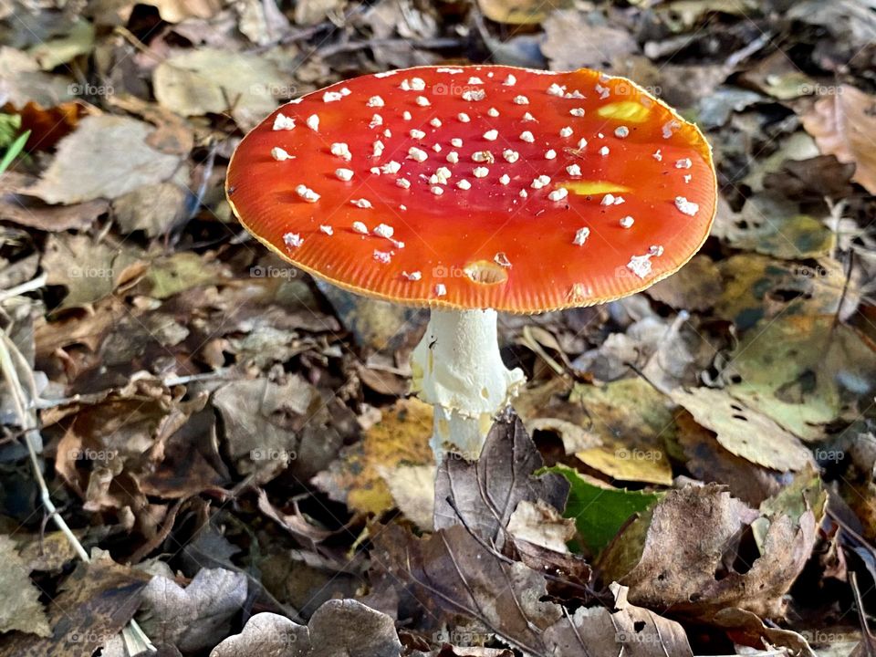 Mushroom 