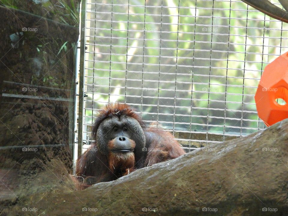 Unusual sus-pets! Cuddly, affectionate, unique and exotic companions - a Orangutan sits in the corner