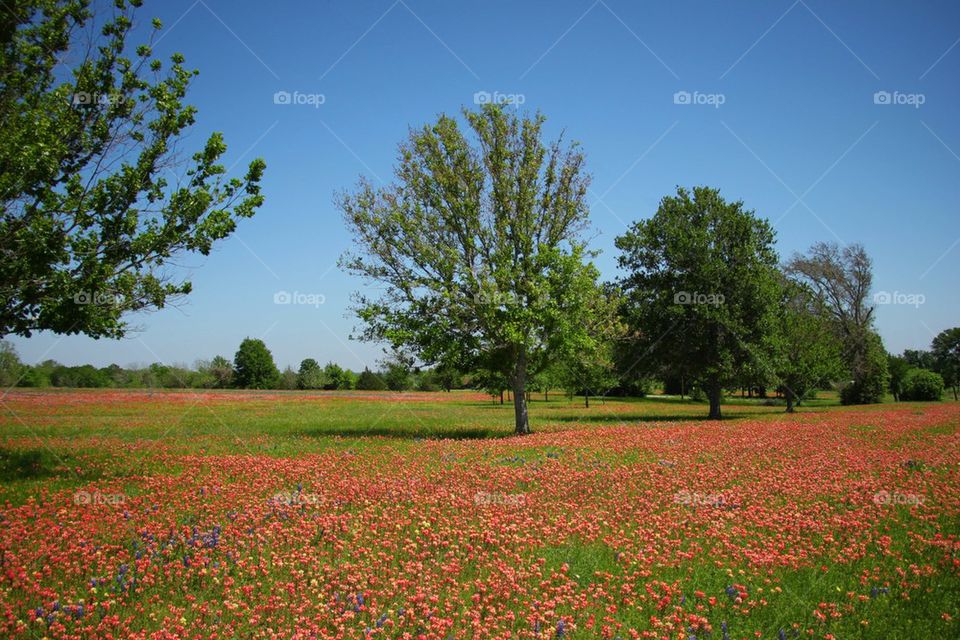 Texas Wildflowers