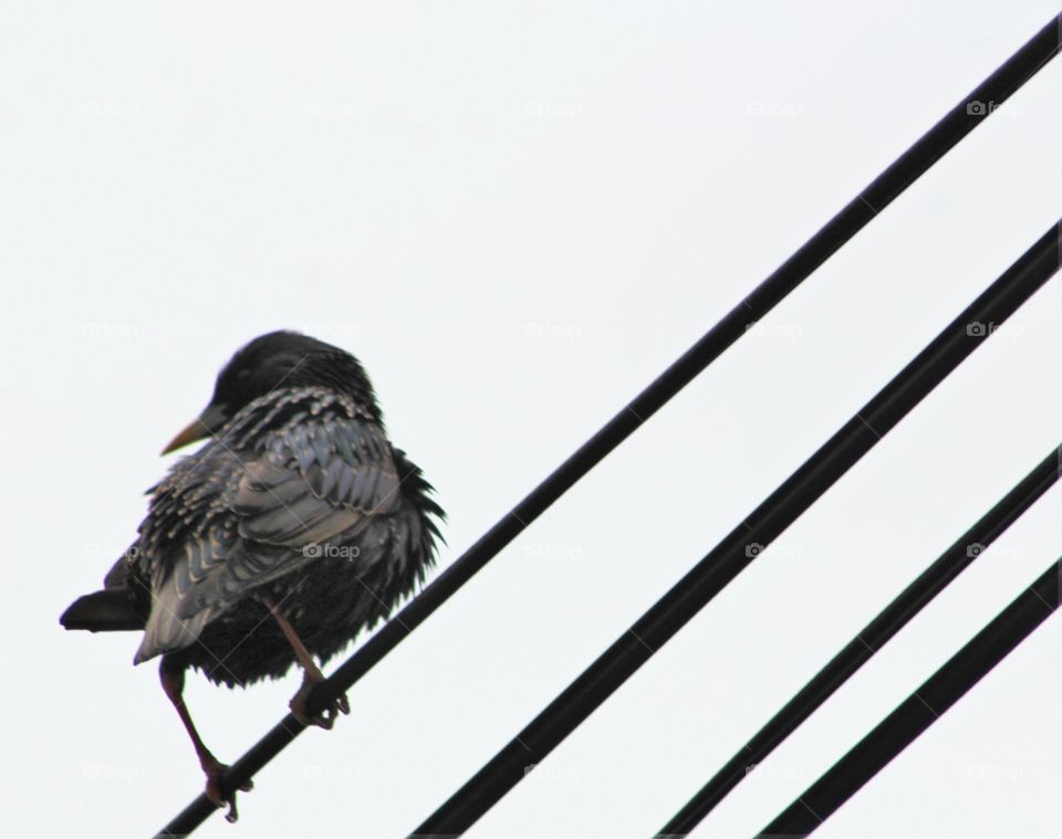 Wet,ruffled starling standing on a wire on a rainy spring morning 