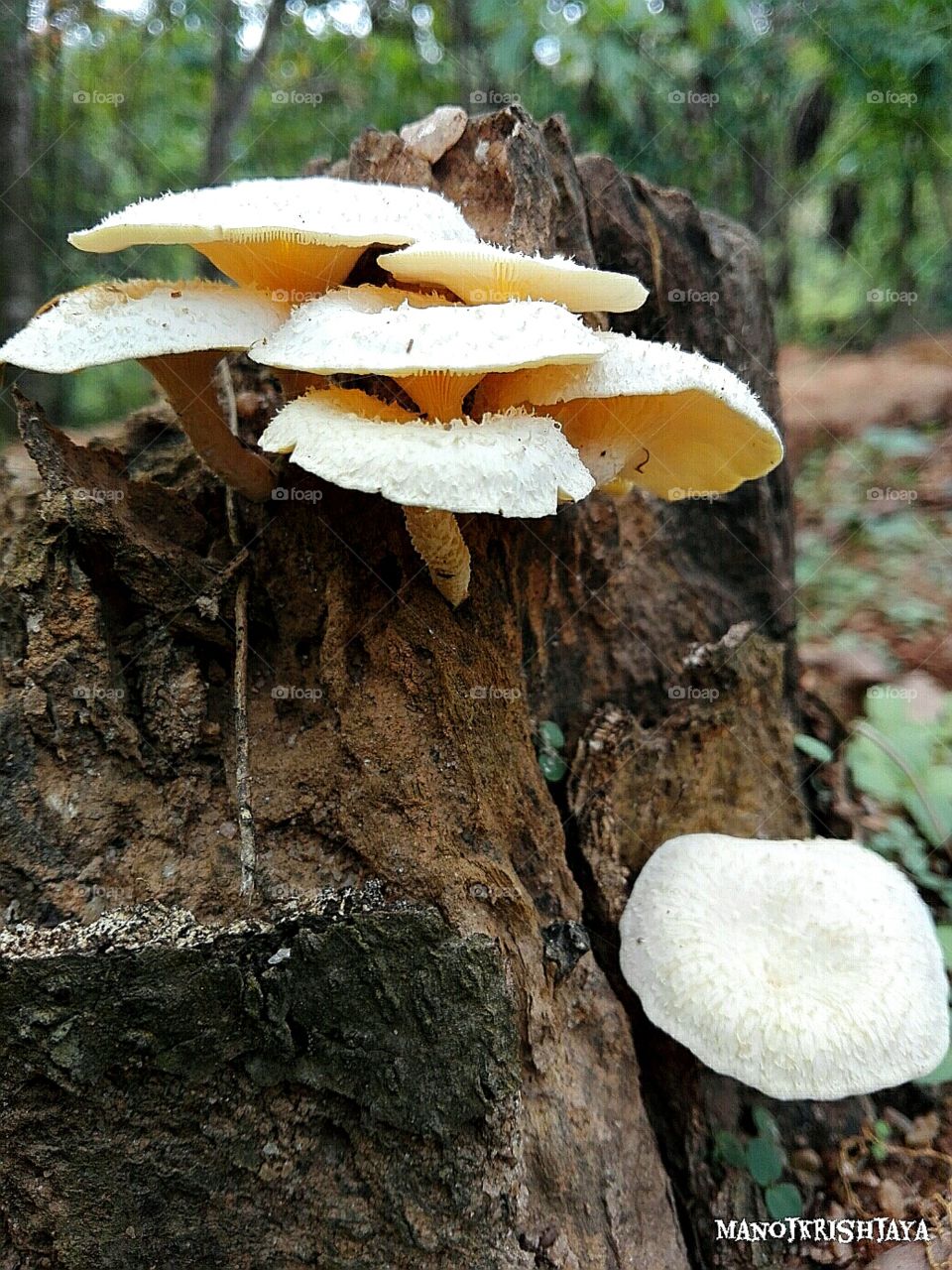 fungus