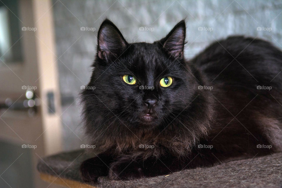 Black cat sitting on carpet