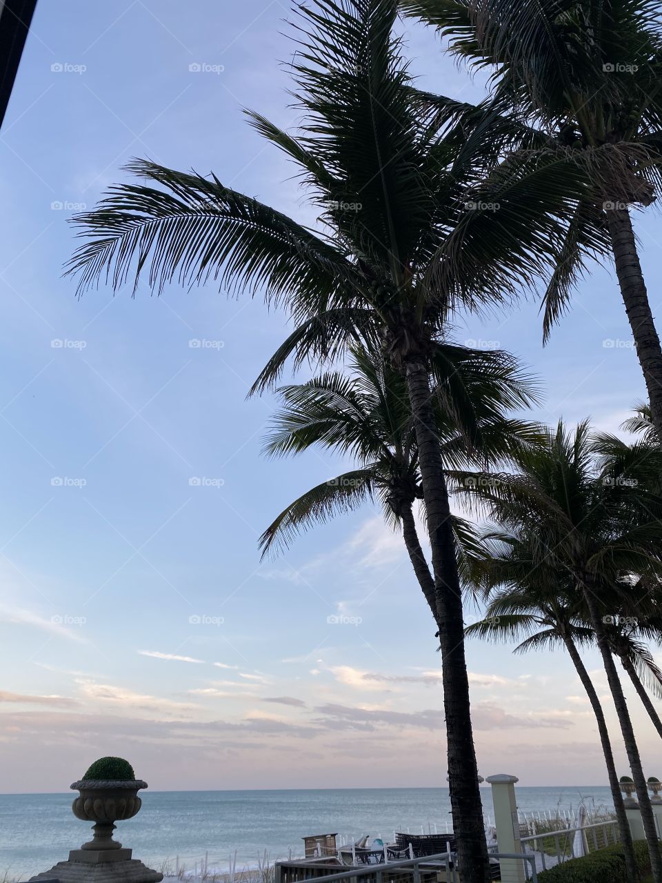 Sunset Palm Trees in Florida 