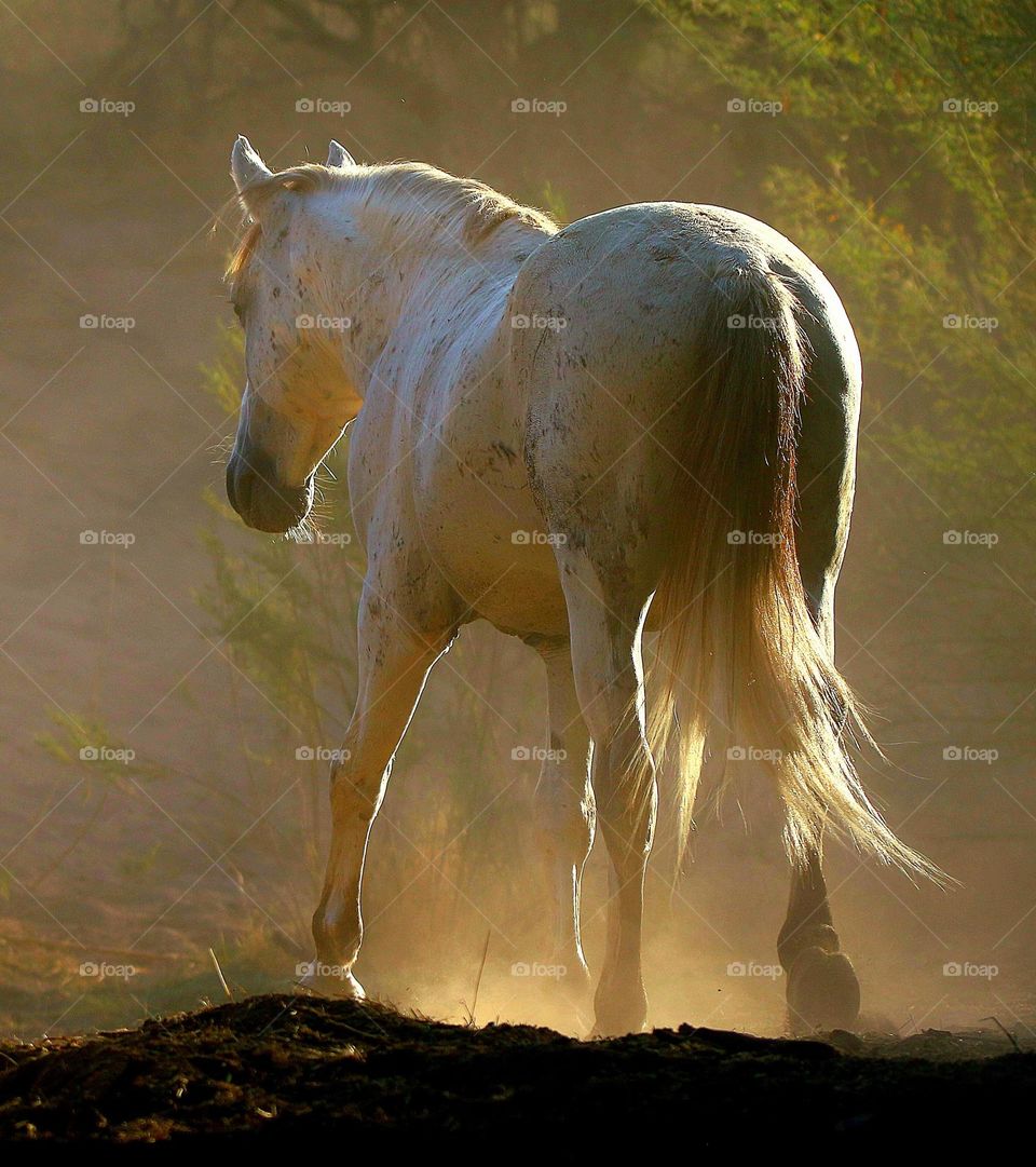 Wild Horse in Morning Light