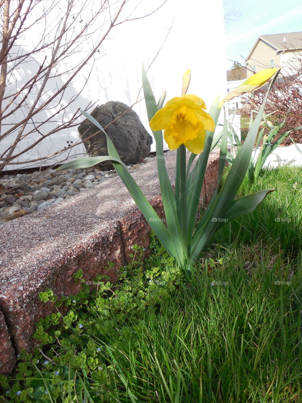 Daffodil by garden scene