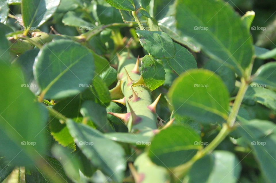 details of a rose