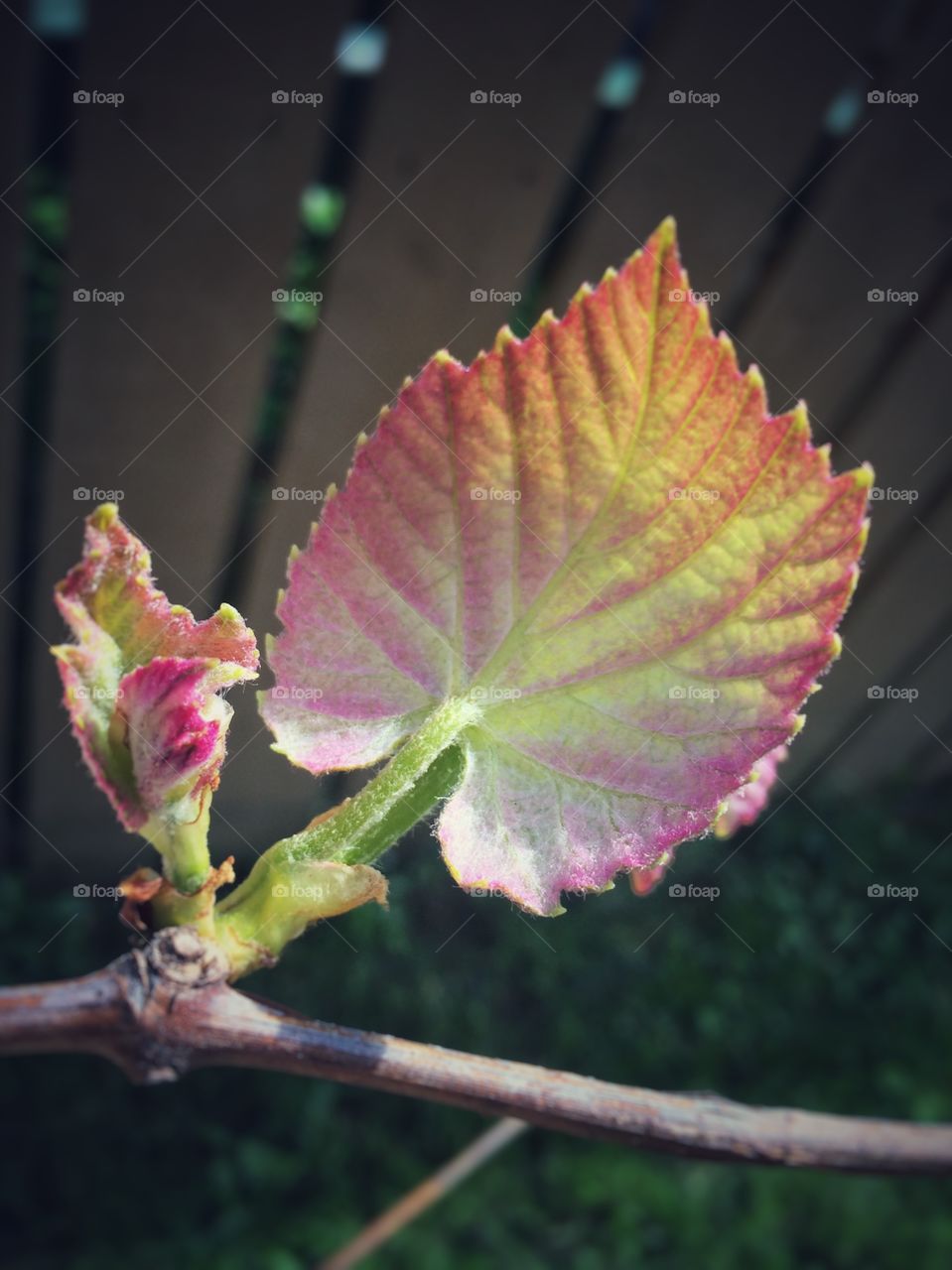 Grape 🍇 leaves