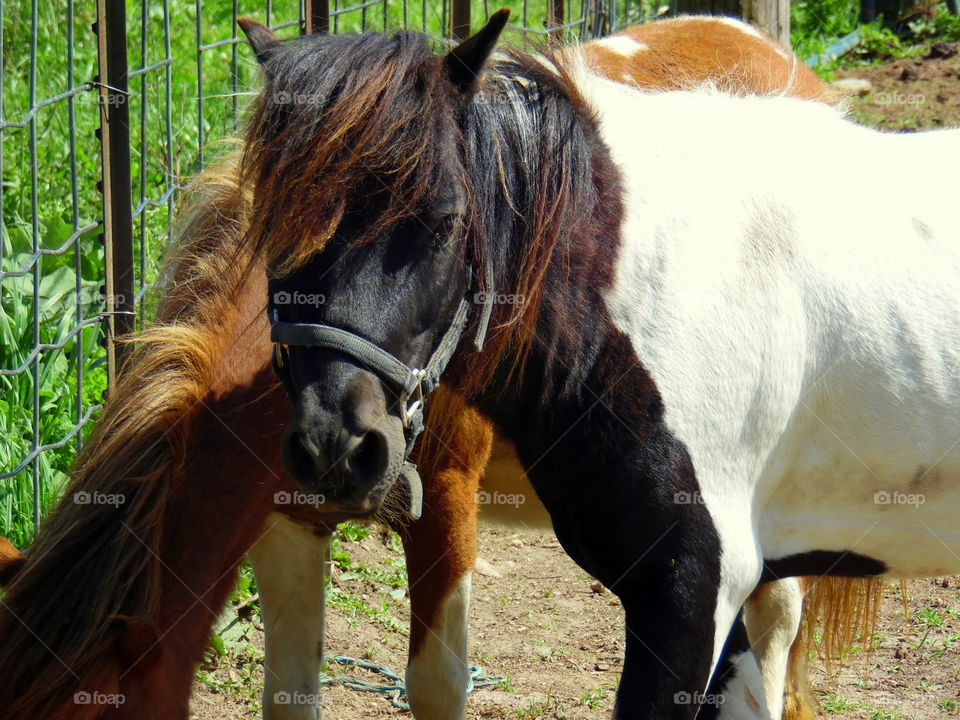 This is a picture of two ponies enjoying each other’s company on a beautiful warm sunny summer day.
