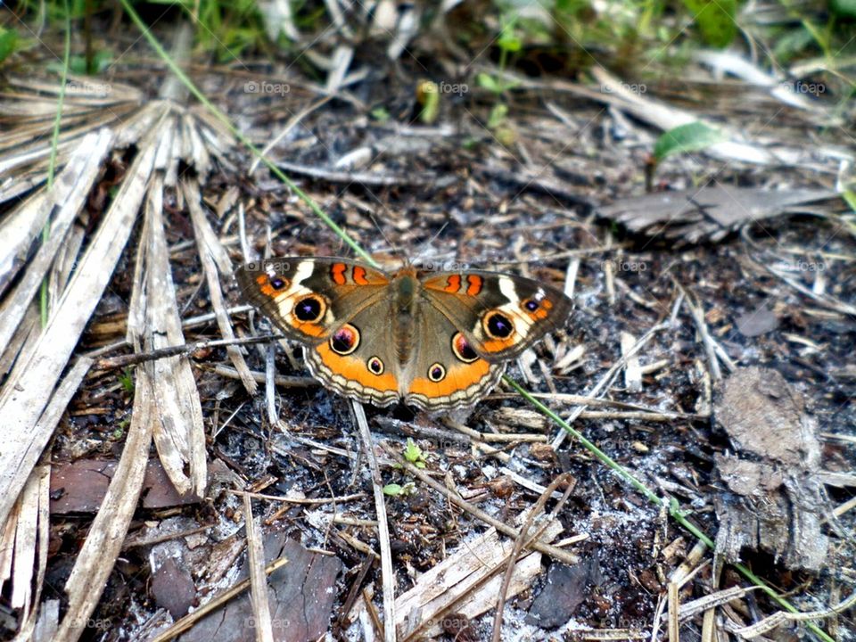 red & gold butterfly