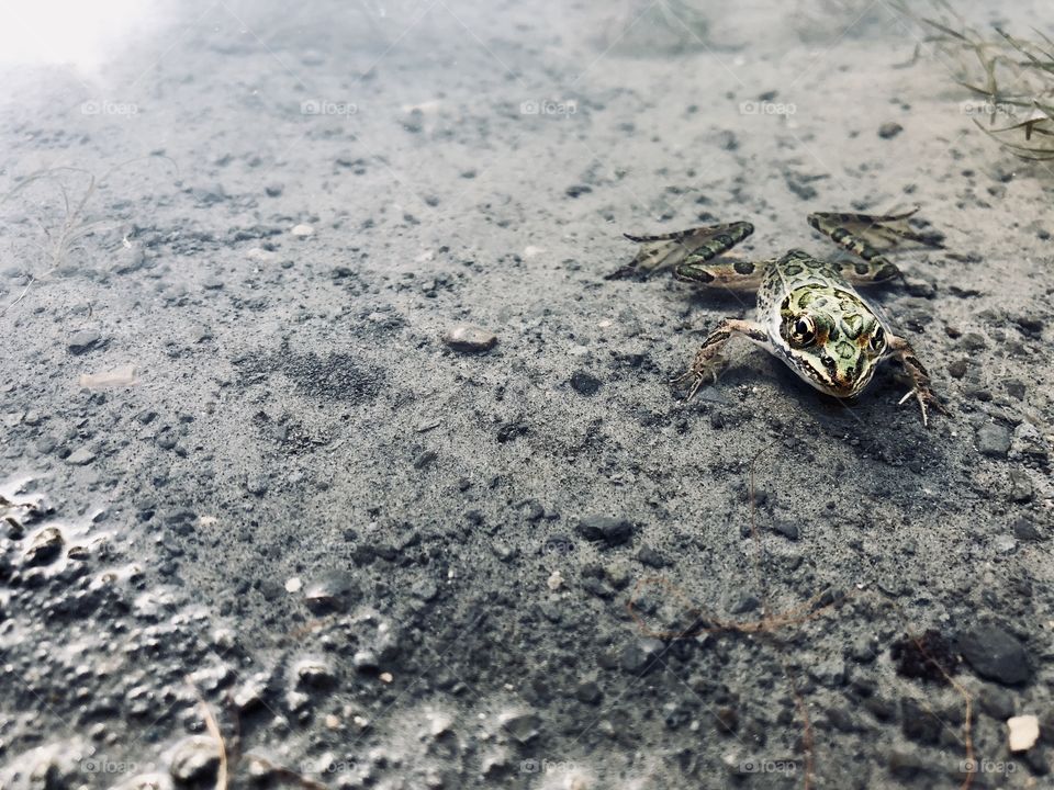 Frog laying on the dirt taking a relaxing bath 