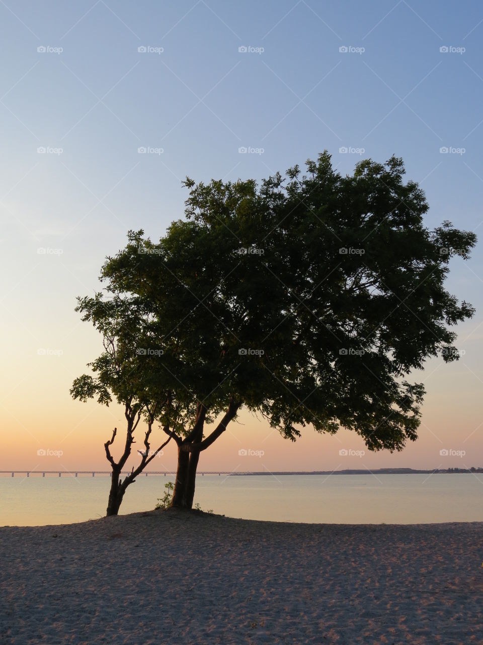 Incredible sunsets 
Tree