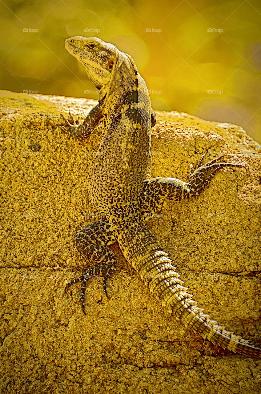 A perfectly camouflaged lizard on a wall.