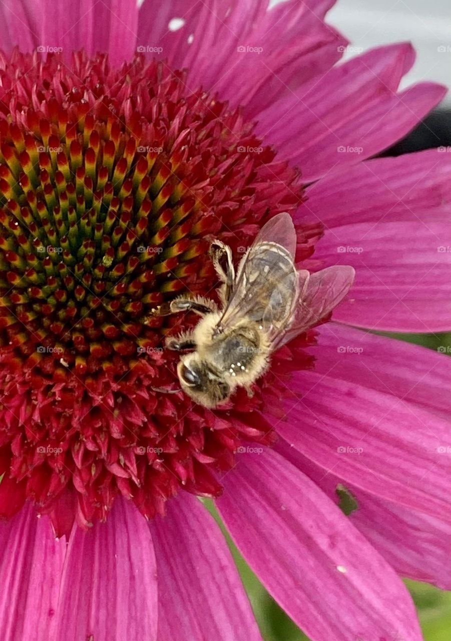 The background is filled with a pink flower of echinacea. On it sits a bee loaded with pollen in the sunlight.