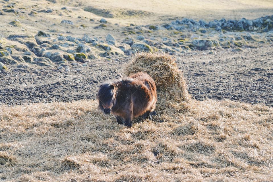 A cute miniature horse standing in hay