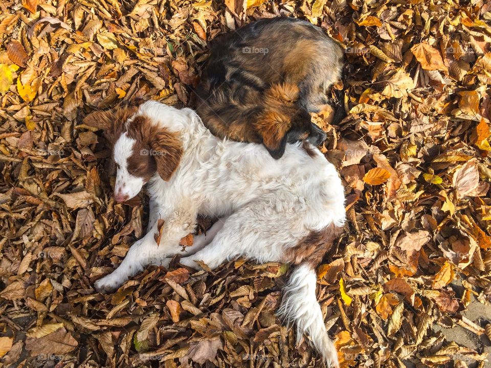 Two dogs sleeping together in pile of brown autumn leaves fallen on the ground 